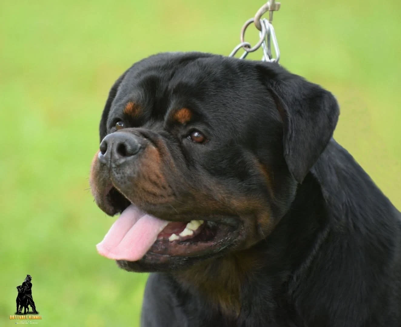 DOLLAR DE ROTTVALE (McGregor de Rottvale x Luna de Rottvale)