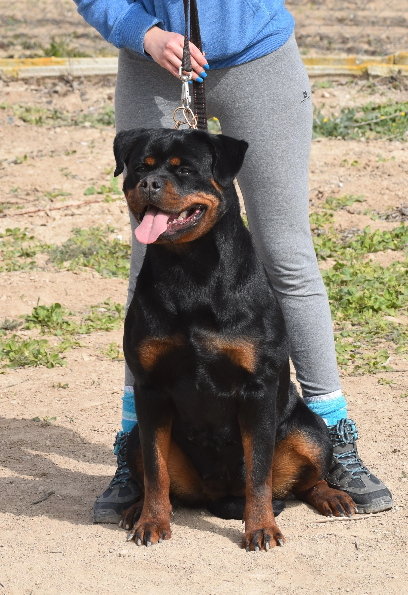LUNA DE ROTTVALE ( Mustang fusadjo  x Hera de Rottmavi)
