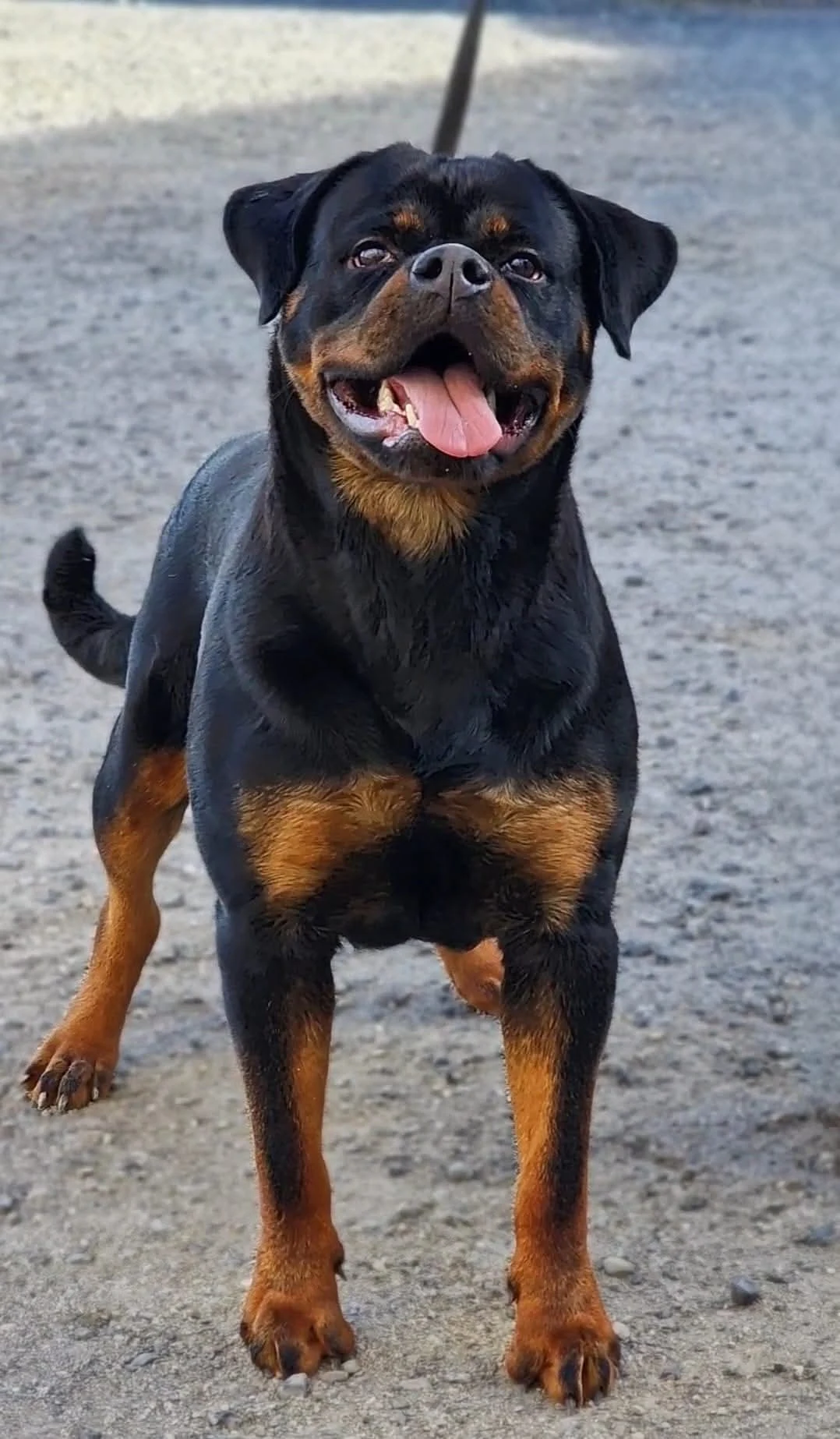 TOKIO DE ROTTVALE  ( Quino de Rottvale x Queen de Rottvale)