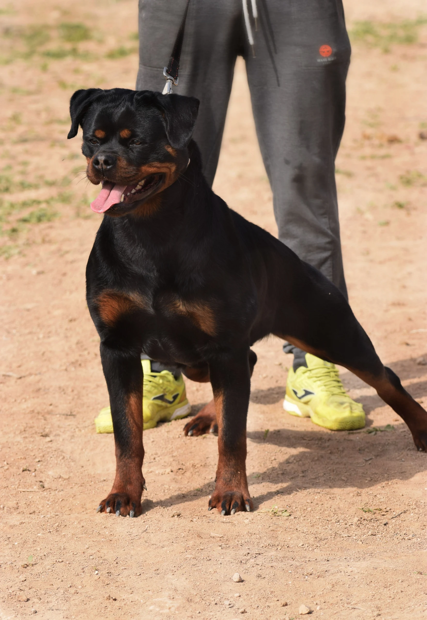 LUNA DE ROTTVALE ( Mustang fusadjo  x Hera de Rottmavi)